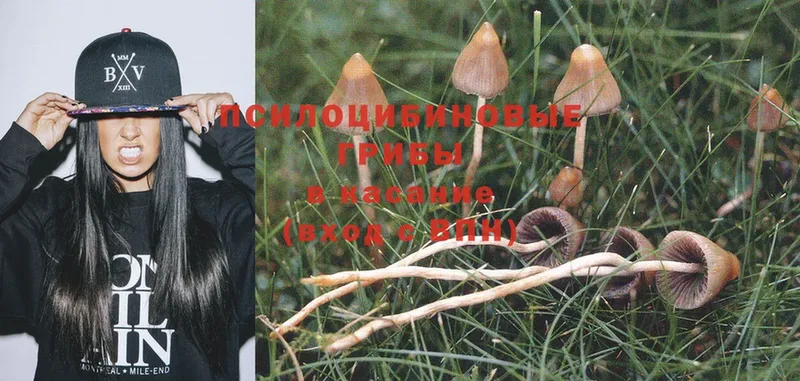 Галлюциногенные грибы MAGIC MUSHROOMS  Заводоуковск 